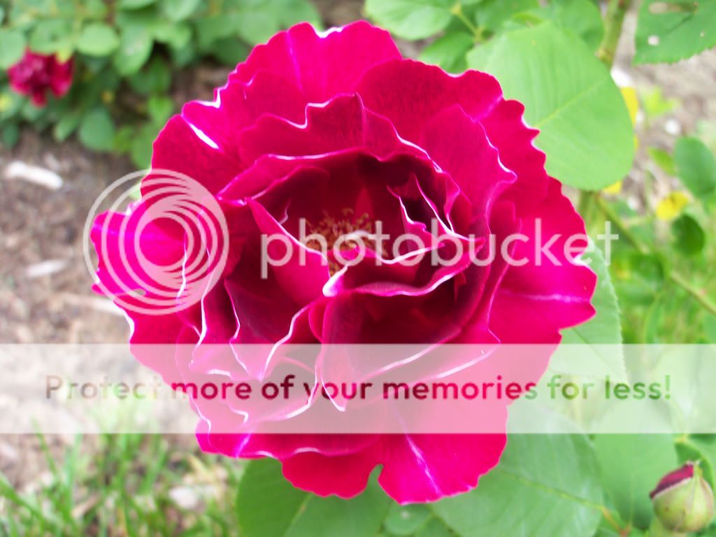 Photobucket